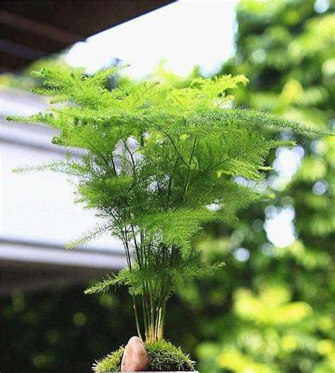 文竹花語|文竹花语与故事（探寻文竹的花语之美）